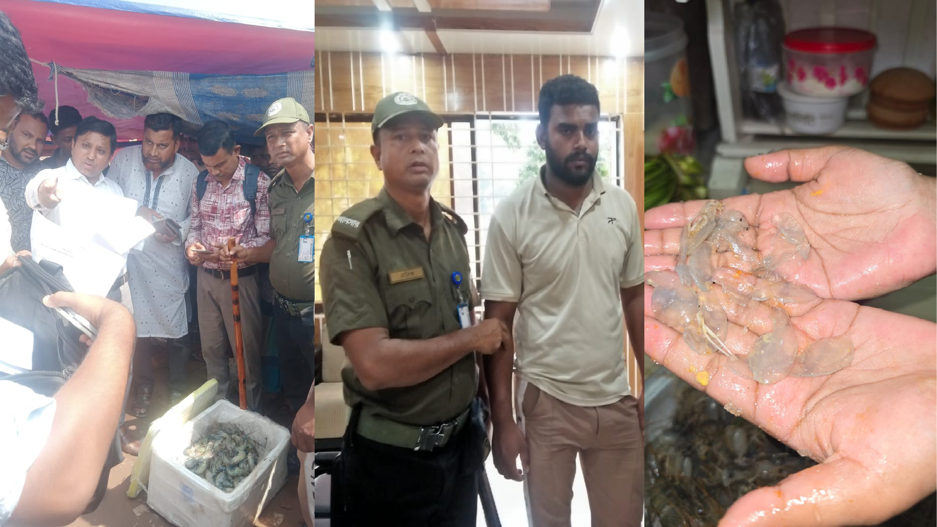 বাগদা চিংড়িতে জেলি পুশ