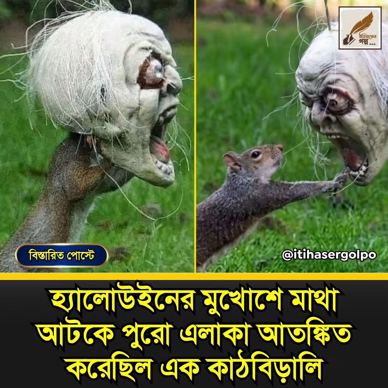 কাটবিড়ালি যেভাবে গোটা শহরকে আতংকিত করেছির